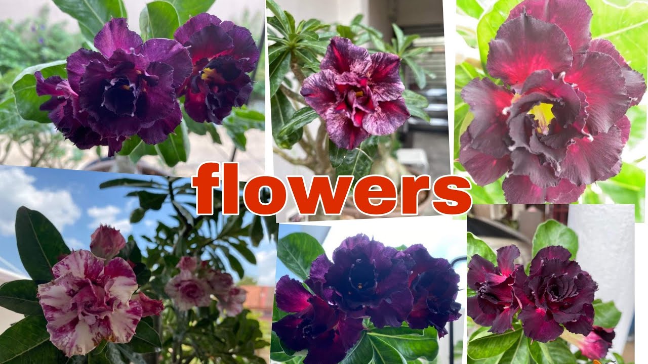 DIFFERENT TYPES of FLOWERS||#GARDENING||FAMILY CABRERA