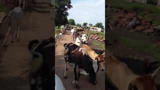 Indian Cows mixed mp4