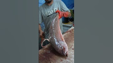 Master the Art of Filleting Red Snapper in Under 1 Minutes