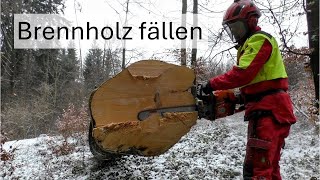 🌲Viel Brennholz in wenigen Minuten – Buchen richtig fällen mit Husqvarna 564 XP #wildaufwald
