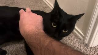 I talk to my cat about how we could not find her, also she almost does a barrel roll