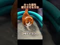 太った猫を痩せさせる方法 🐱