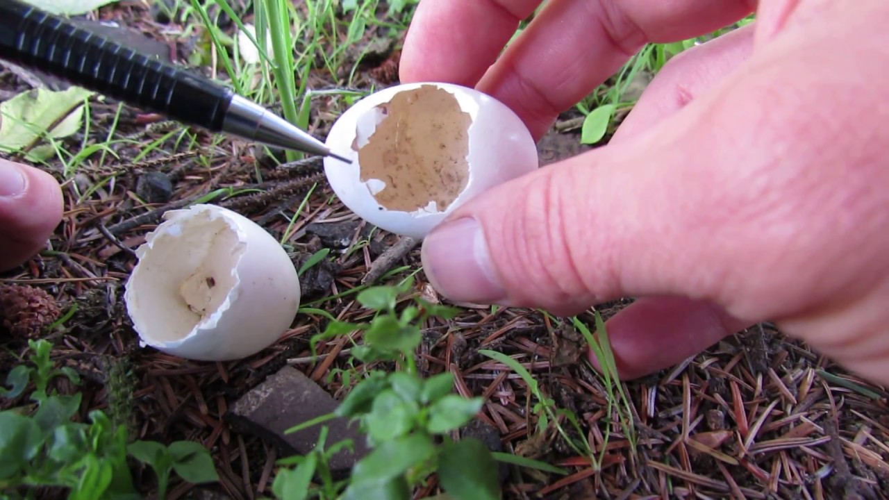 how big are wood pigeon eggs Eggshell remains: hatched or predated?
