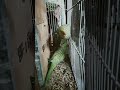 Clear voice miyan mithu #parrot #pets
