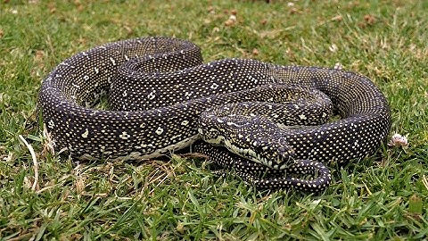 Release of a Diamond Python caught at Sussex Inlet NSW Australia