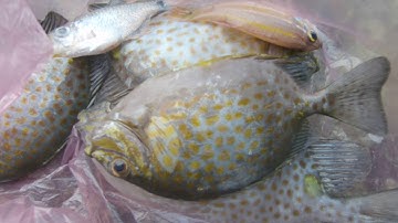 Câu Cá Biển | Cá Dìa Bằng Mồi Rong Và Tôm Tươi Tại Cảng Đại Lãnh | Sea fishing in Dai Lanh port