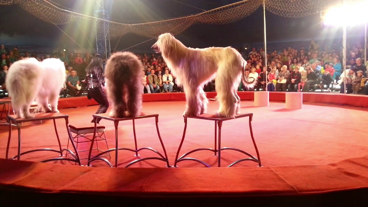 Цирк шапито Красноярск золотой дракон. Цирк золотой дракон Курган. Челябинск цирк шапито золотой дракон. Цирк в Кургане 2021