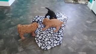 Cavapoo Puppies For Sale