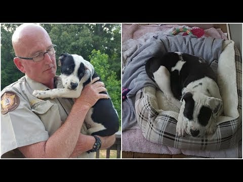 Deputy rescued a puppy from shut box and welcome her with his eight fostered dogs