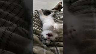 Kittens Meowing and Wiggling