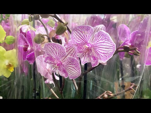 Купить Фаленопсис Живое Растение