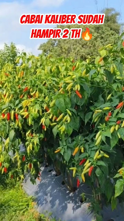Bebih Cabe Kaliber Memang Terbukti Joss🔥🌶 #chilli #cabe #farming #pertanian #pertaniancabai