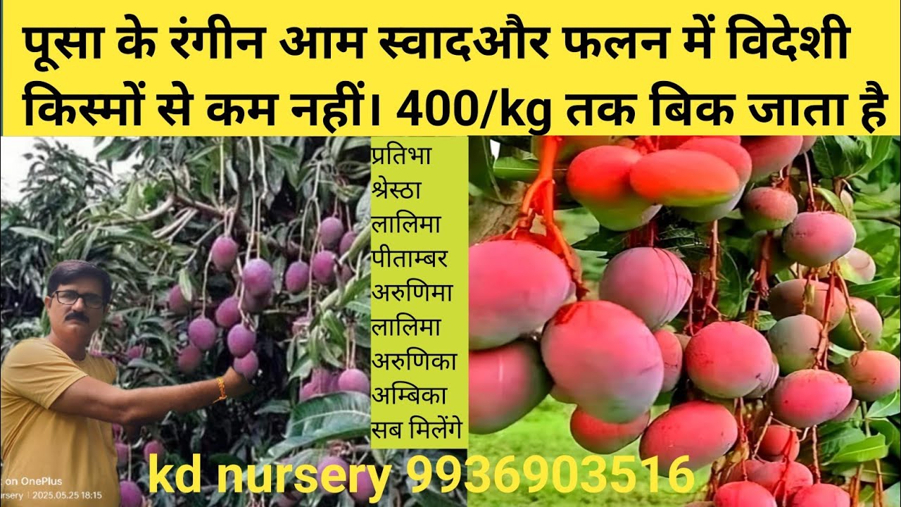 pusa coloured mango || सबसे सुंदर और मीठे आम