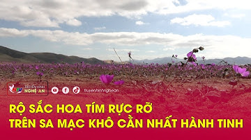 Rộ sắc hoa tím rực rỡ trên sa mạc khô cằn nhất hành tinh