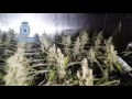 Operacin contra el cultivo de marihuana en talavera