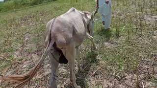 Horse Meeting First Time Female Horse Complete Breeding Process