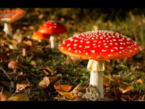 Dream Theatre Infected Mushroom - YouTube
