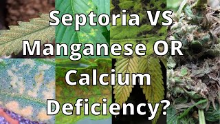 Septoria, Botrytis, Manganese, or Calcium (Pt 2)