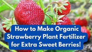 How to Make Organic Strawberry Plant  Fertilizer for Extra Sweet Berries!