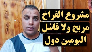 هل مشروع تربية الفراخ البيضاء مربح ولا فاشل اليومين دول // عشاق الدواجن