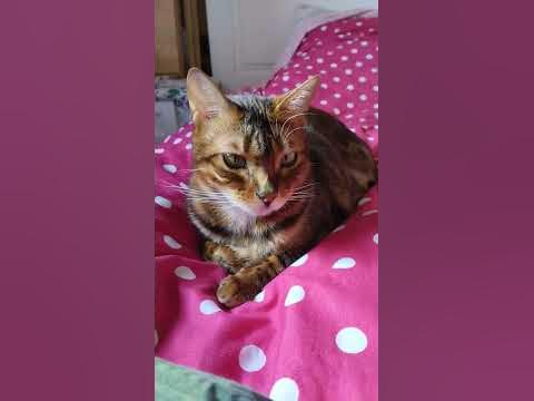 сонний кот - YouTube