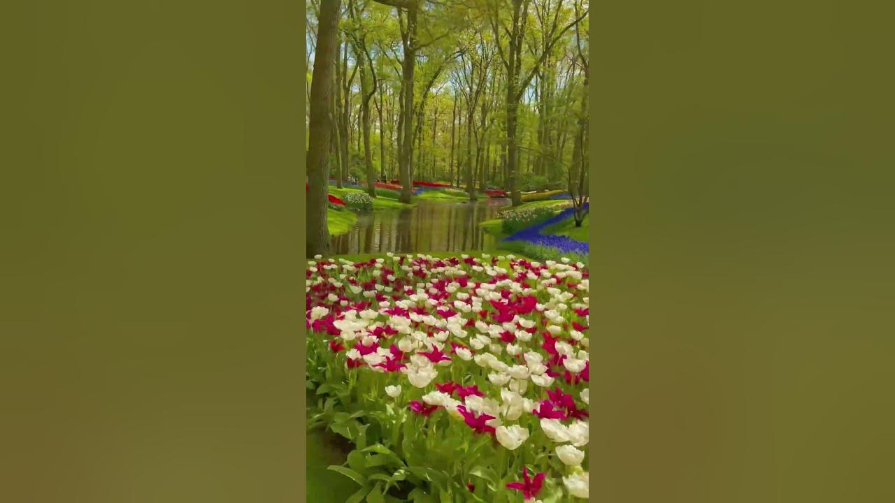 Tulips in the Garden of Eden - Keukenhof, The Netherlands #Keukenhof #netherlands #tulips #nature