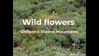 Wild flowers in Oregon's Steens mountains #shorts by Survival Common Sense 80 views 9 months ago 41 seconds