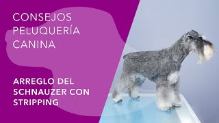 ARREGLO DEL SCHNAUZER CON STRIPPING