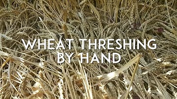 Wheat Threshing and Winnowing by Hand