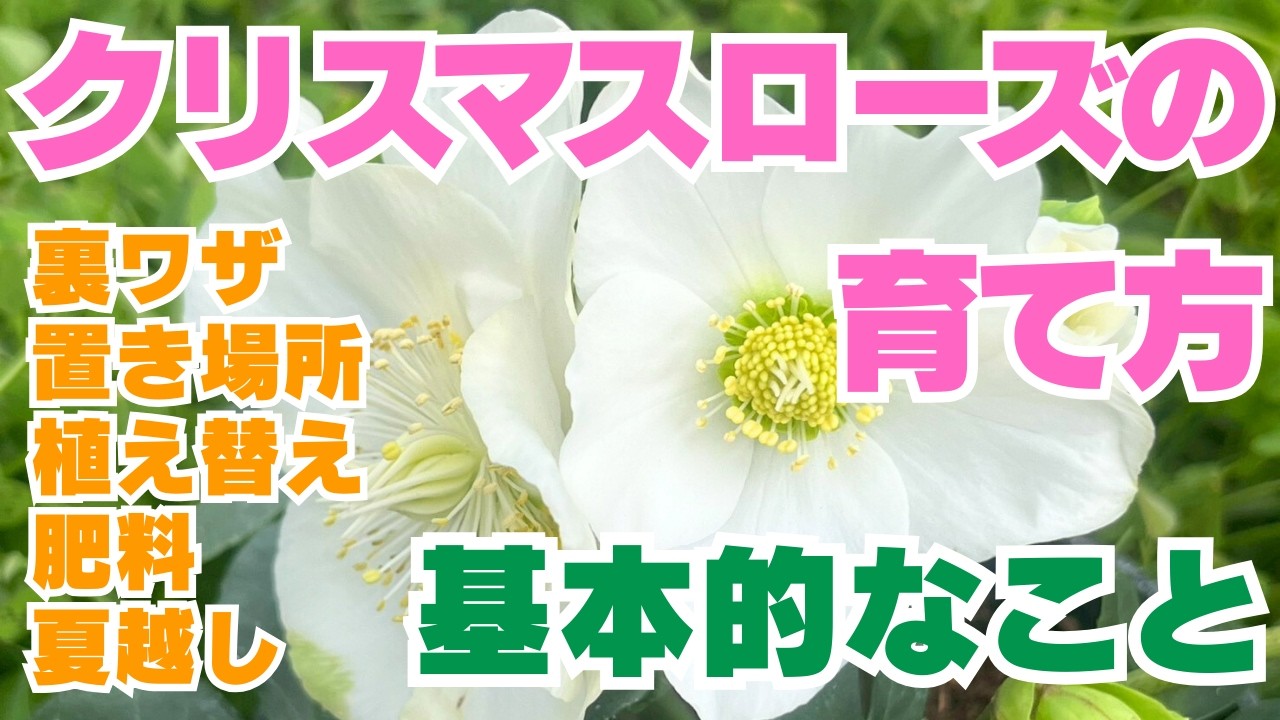 ご参考♡クリスマスローズ♡ホワイト♡デュメトラム系♡未株分け夏越株 クリスマスローズの育て方 冬購入から夏越しまで網羅！ 置き場所・植え