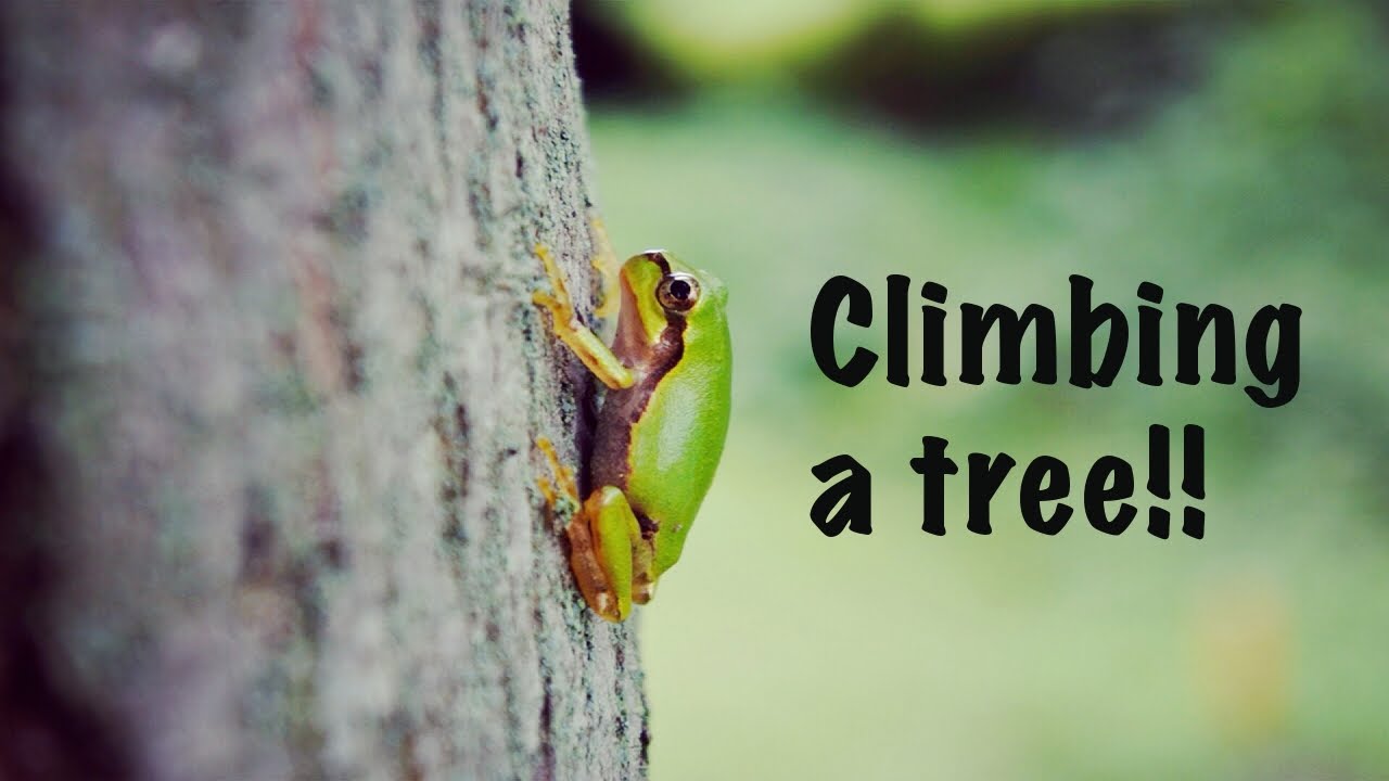 驚愕 木登りするアマガエル Japanese Tree Frog Climbing A Tree かえる かわいい 蛙 ニホンアマガエル カエル 生態 Youtube