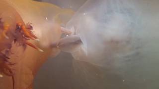 SEX IN THE SEASONS ; reproductive strategies in BC waters by Rendezvousdiving 3,997 views 4 years ago 9 minutes, 56 seconds