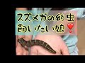 スズメガの幼虫 おーちゃんねる大好きすぎて何でも飼いたがる娘 スズメガの幼虫 おーちゃんねる大好きすぎて何でも飼いたがる娘