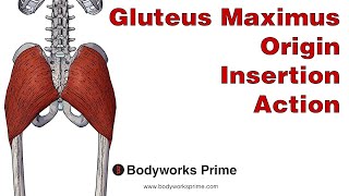 Gluteus Maximus Muscle Anatomy - Bodyworks Prime