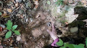 Scout-N-Hunt Explains Ruffed Grouse Signs in the woods