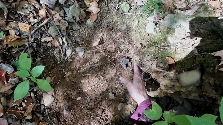 Scout-N-Hunt Explains Ruffed Grouse Signs in the w...