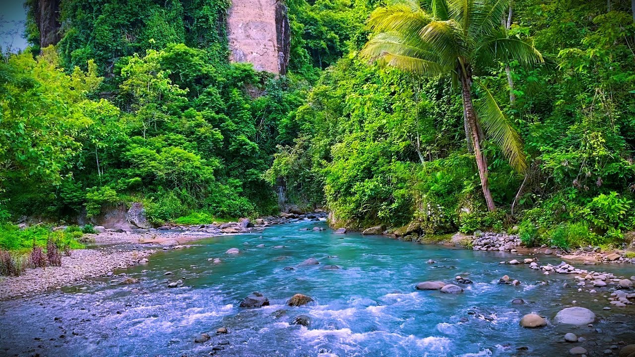 Forest Creek Sounds Relaxing River Noise for Meditation and for Study ...