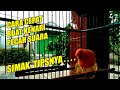 Ampuh Cara Cepat Agar Burung Kenari Pecah Suara Mp3 - Mp4 Download