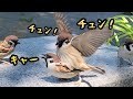 ナンパしすぎて女子にキレられる男チュン 【すずめ日記】