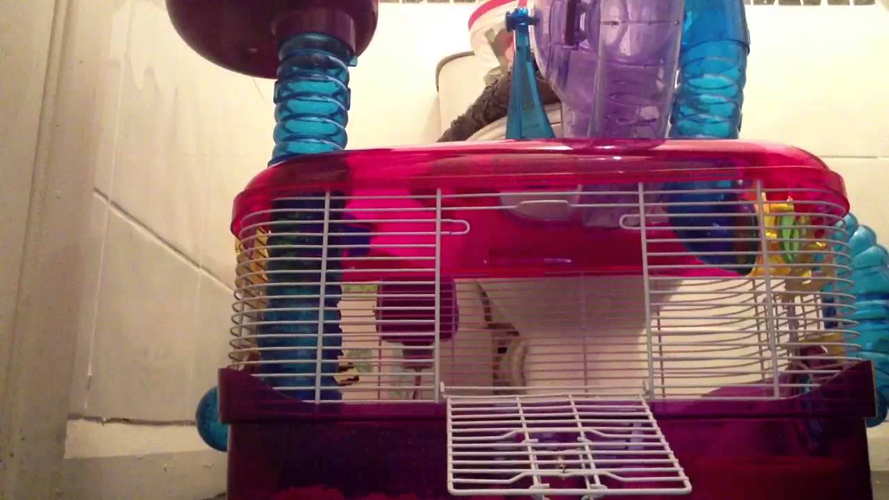 My Hamster cage YouTube