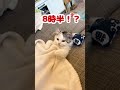 寝坊したけど三度寝する猫【おしゃべりする子猫】 #Shorts 【猫アテレコ】