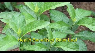 12 Health Benefits of Bitter Leaf