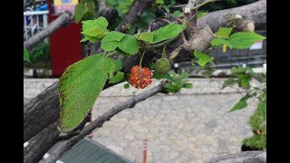 カジノキ（梶の木）の特徴とお手入れ　～実が生食できる木～　加須市・久喜市・幸手市の植木屋