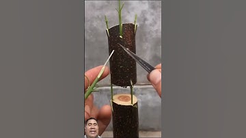 cách ghép cây độc lạ #bonsai #farming #tools4life