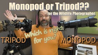 Tripod or Monopod, What To Use for Wildlife and Bird Photography