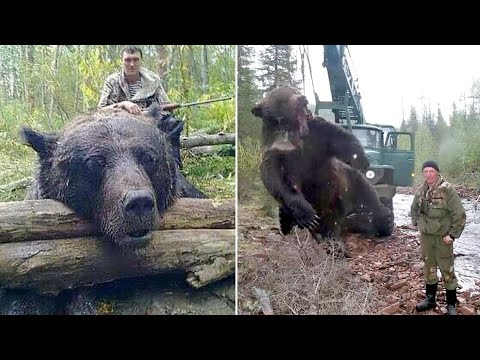 Video: Kodiak gezegendeki en büyük ayıdır