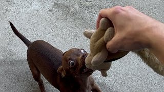 chihuahua puppy decides it’s play time!