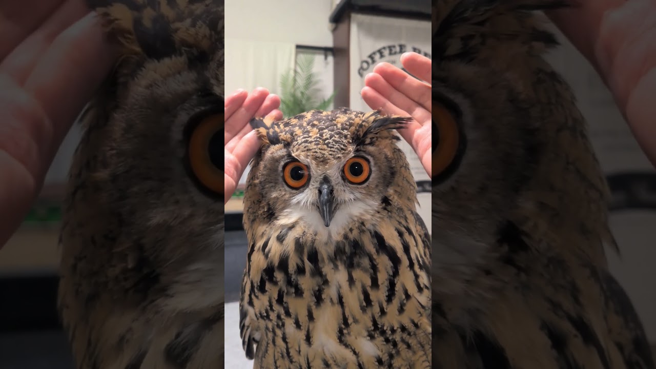 いつのまにか復活してたフクロウの羽角(〇v〇)