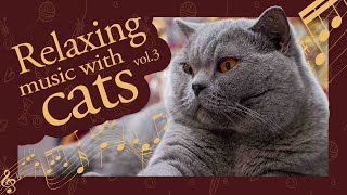 Relaxing Music With British Shorthair Cats vol3 | Lofi Ambient | Cat Purring | 2h by Beauty Of Freya Cattery 1,150 views 7 months ago 1 hour, 56 minutes