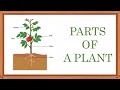 Exploring The Essential Parts Of A Plant And Their Functions